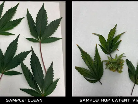 Clean cannabis leaves compared with symptomatic cannabis plant material infected with Hop Latent Viroid (HLVd).