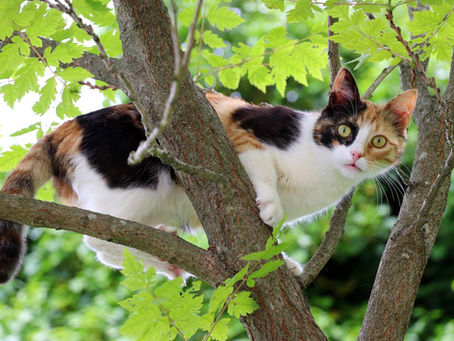 Un gatto su un albero, simbolo di sicurezza nel movimento 