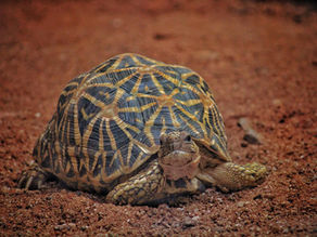 Una tartaruga: simbolo di lentezza consapevole
