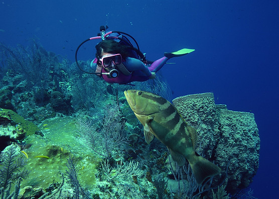 Diving with Fish