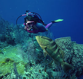 Diving with Fish