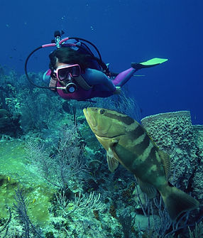 Diving with Fish