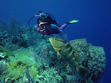 grouper encounter