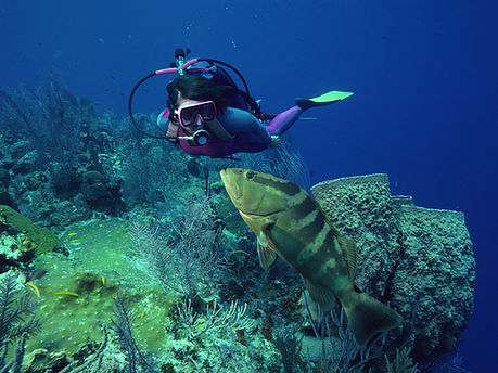 Diving with Fish