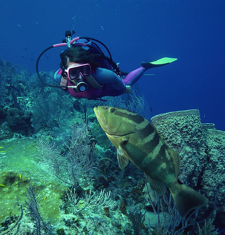 Diving with Fish