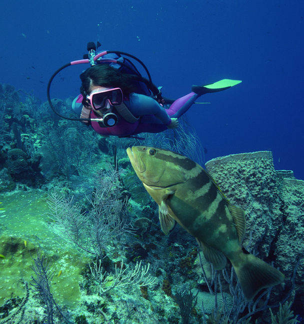 Diving with Fish