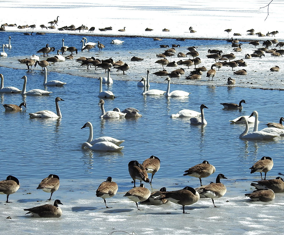 A gaggle of geese and some swans have taken over this pond. Photographed by Sue Taylor of Hitterdahl, Minn.