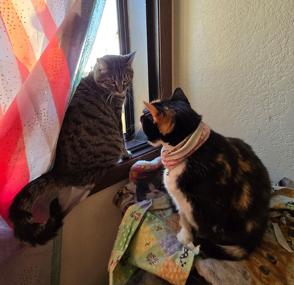 Megan Anderson form Fergus Falls shared her two feline friends Romney and Cali-Ester sharing (or fighting over) a warm sun spot on the window sill.