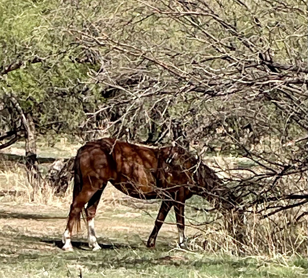 Carolyn Enstad of Walnut Grove spotted this majestic wild horse grazing near the Salt River in Central Arizona.