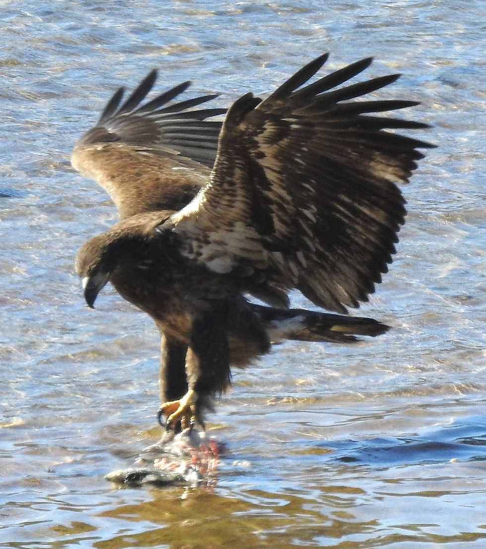 Sue Taylor of Hitterdahl caught this eagle mid-meal, enjoying some fish that was found washed up on the shore of a river in Kingsland, Texas.