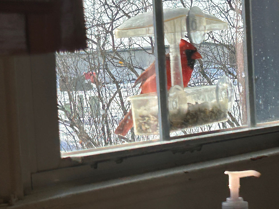 Shirley McCoy of Sauk Centre captured this bright red cardinal stopping by a clear window feeder for a bite to eat. It’s always a treat to get such a close-up view of our neighborhood birds.