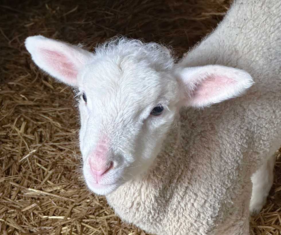 If the flowers and the budding trees haven't proved that spring is upon us, than maybe this little guy will do it. This baby lamb is one of the new springtime additions to a homestead north of Olivia, photographed by Teresa Holwerda of Danube.