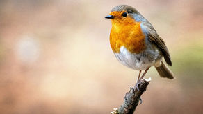 A Blonde's Perspective - From shovels to mosquitoes