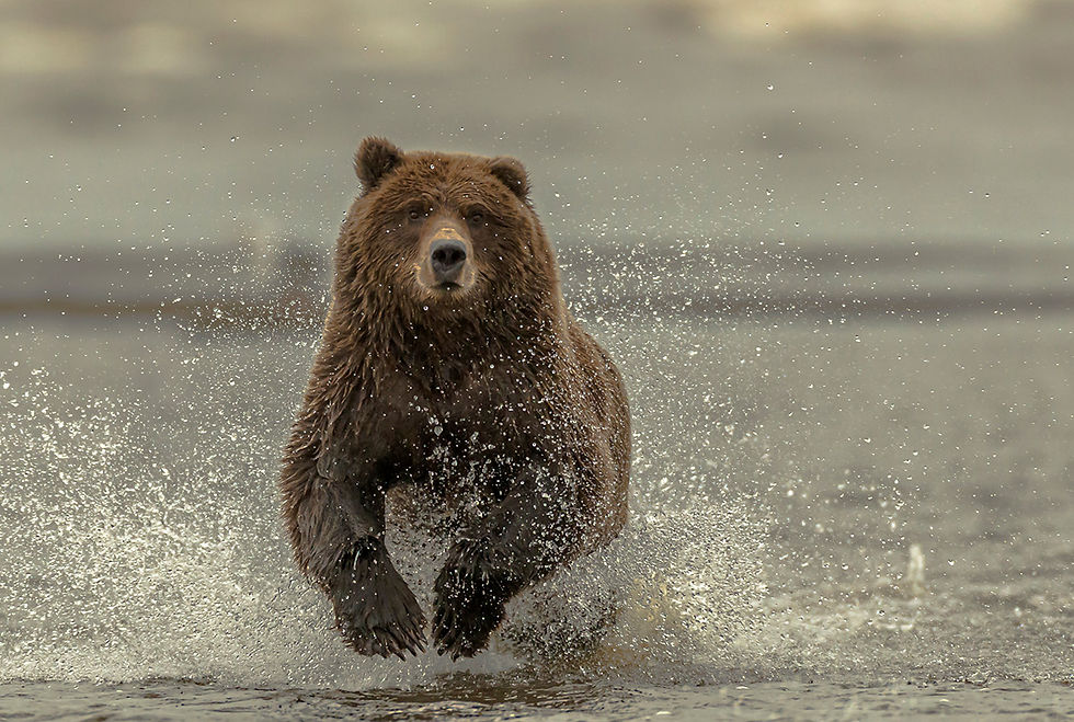 A bear aggressively pursues a fish in this shot, one of John’s most talked about images. Photo by John Pennoyer, used with permission