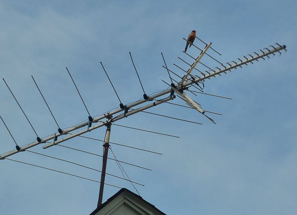 This bird found a perfect, high-altitude perch on an antenna, caught on camera by Grace Picka of New Prague.
