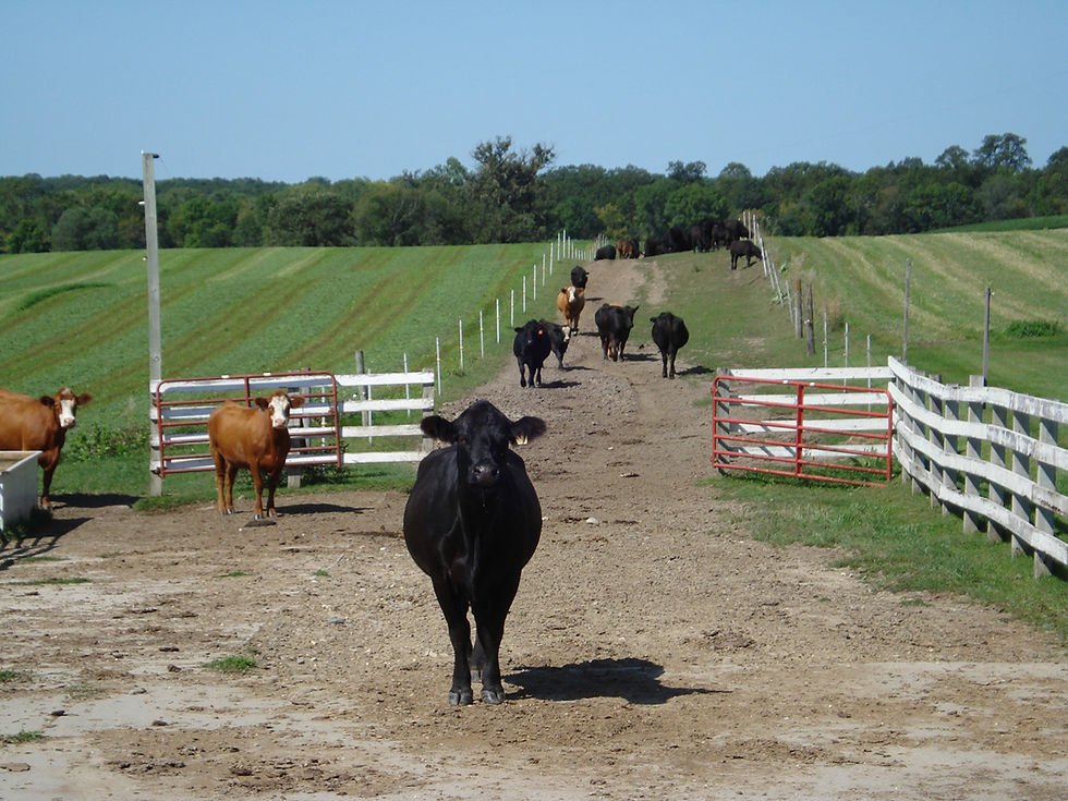Jimmy Hendricks of Watertown brings us a front-row view of a herd making their way down a sun-drenched farm lane.
