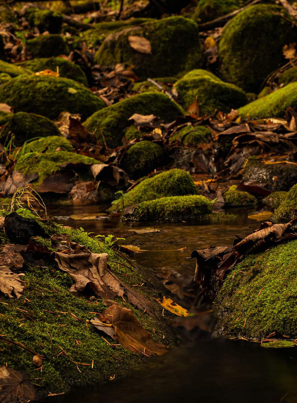 Randy Taggart of Wadena took this close-up of a small, quiet creek flowing over rocks covered in bright green moss. Fallen brown leaves gather in the shallow water, making for a very peaceful woodland scene at Black’s Grove Park.