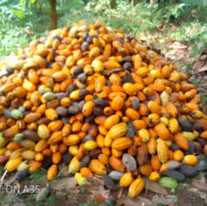 cacao pods_edited_edited.jpg