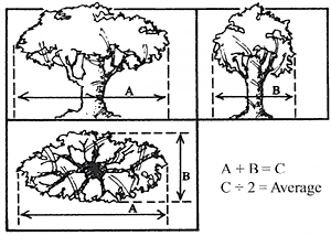 TreeMeasureDrawing.gif