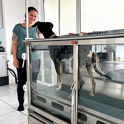 Hundephysiotherapie