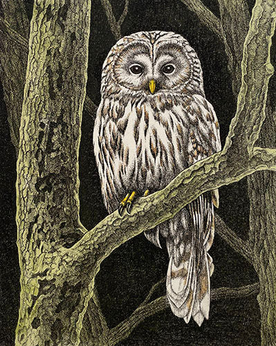 NAGASHIMA,Mitsuru [Forest entrance (Urai owl)] copperplate