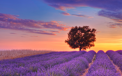 Luberon lavender field at dusk