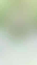 Cline cellars sonoma winery wedding photographer