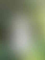 Atherton wedding photographer private estate