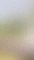 doljanchi korean first birthday photographer dol birthday Cordevalle