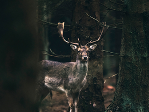 WHY WILD DEER MEAT IS A HEALTHY CHOICE: WHAT NEW RESEARCH SHOWS