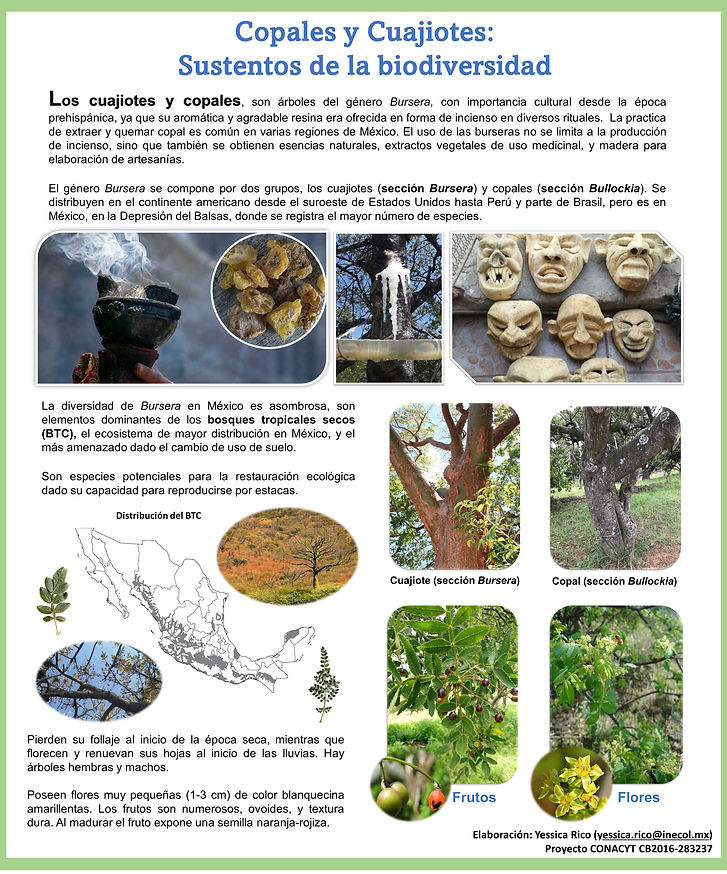 Importancia_Bursera.JPG