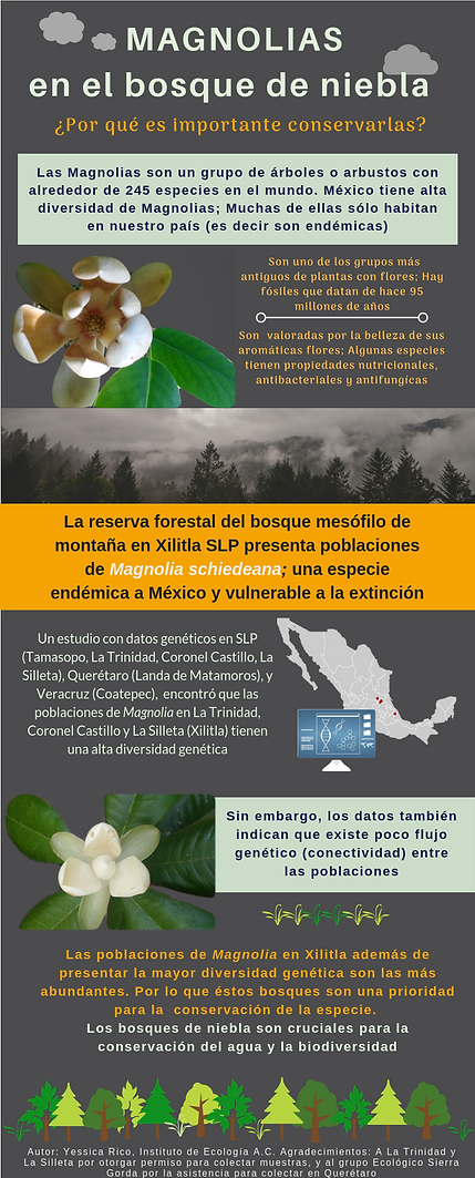 Magnolia_infografia_v1.png