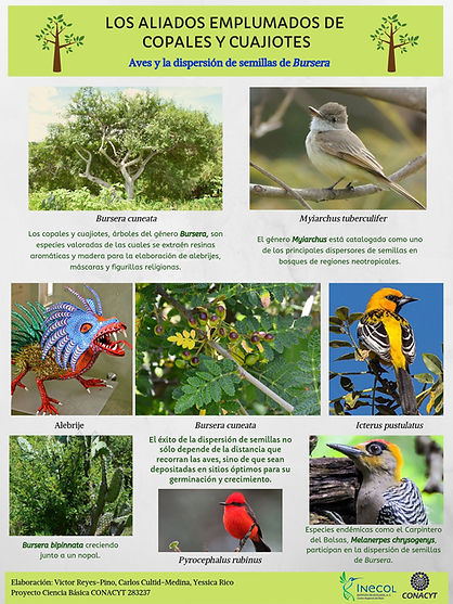 AvesDisepersionCopales_infografia.jpg