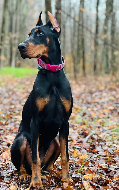 Ivy 8 months old.jfif