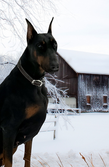 Untitled (500 x 1000px) (500 x 1000 px) (500 x 800 px).png