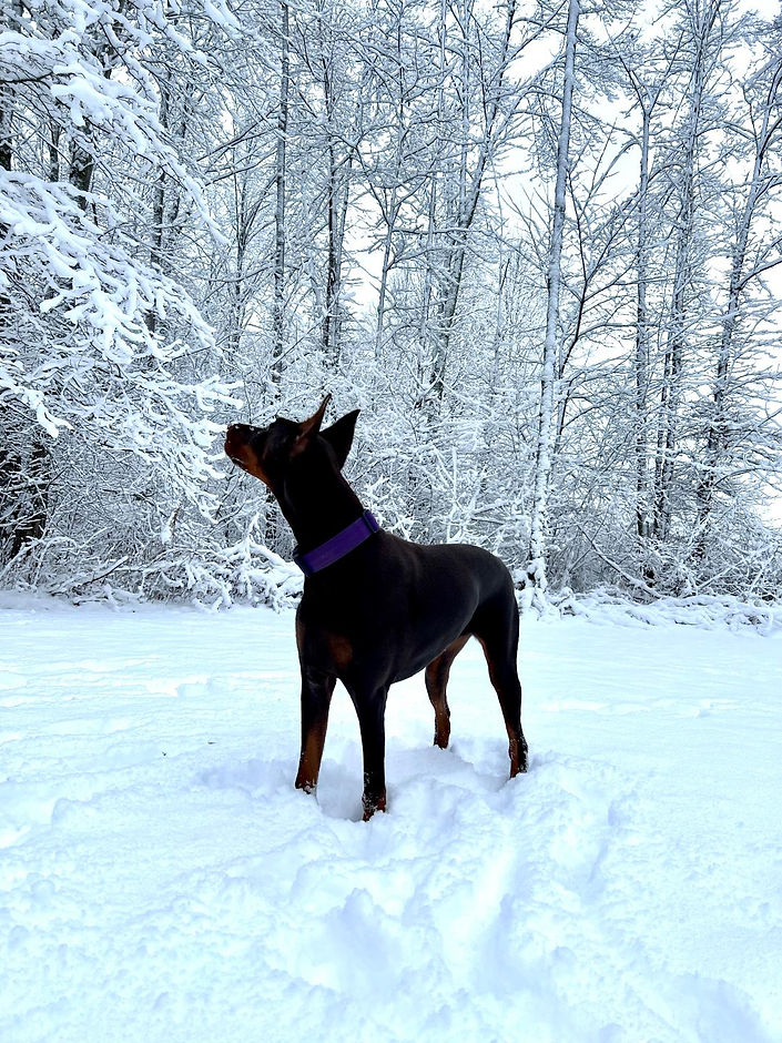 Aries snow.jpg