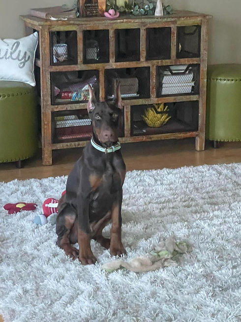 Moose.jpg