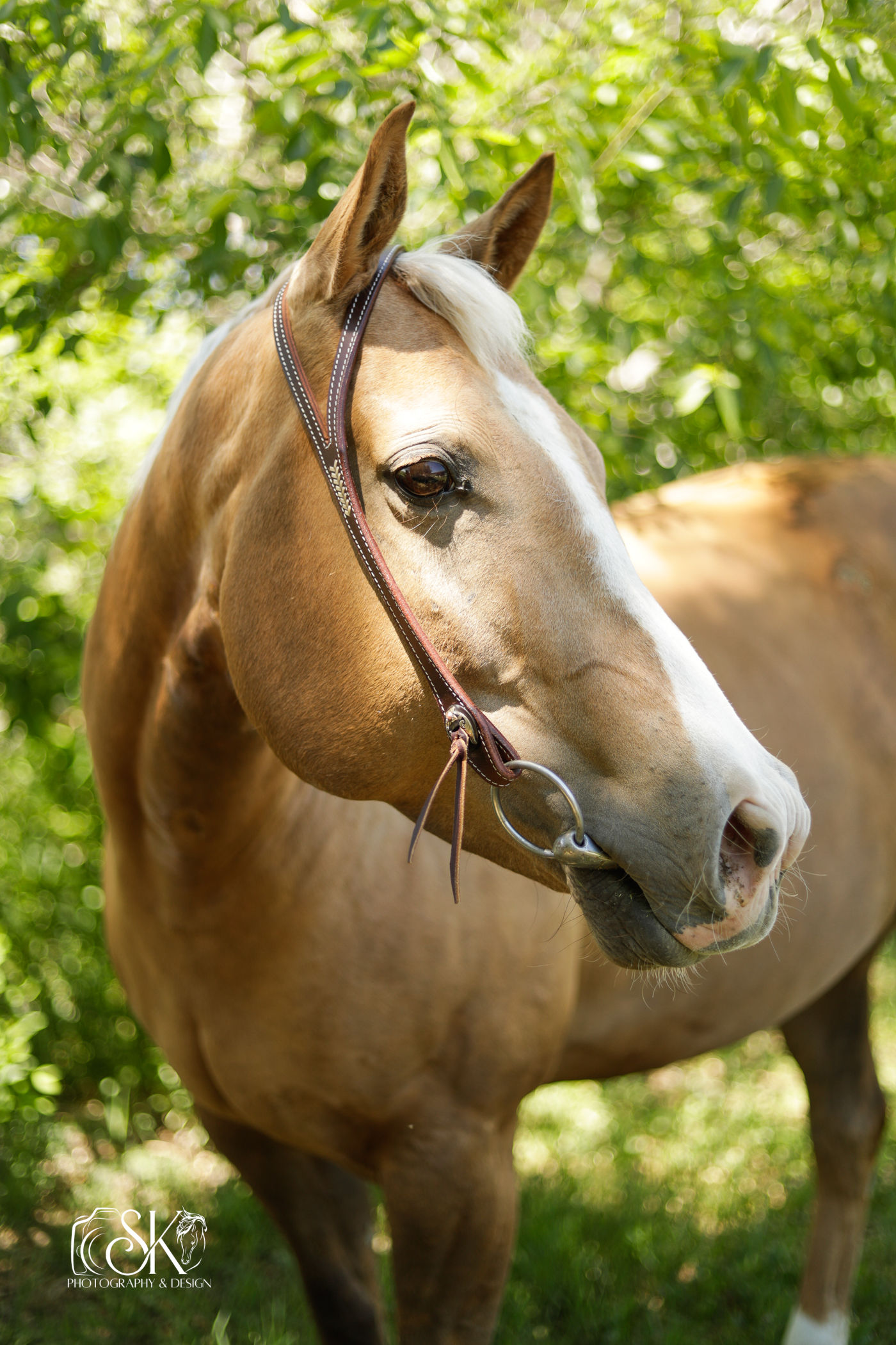 Split Ear Headstall- Bronze Concho