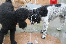 Standard Poodle Breeder