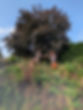 IMG_0001.jpeg