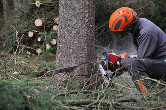 forestry-4272923_1280.jpg