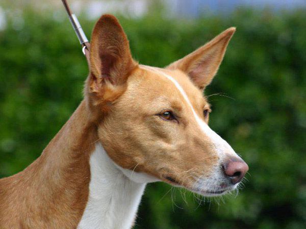 podengo português médio