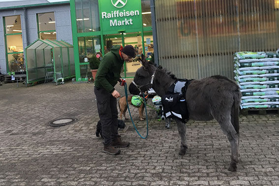 Sjørd muss sein Futter selbst nach Hause tragen