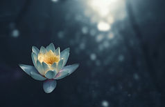 Lotus_zoltan-tasi.jpg