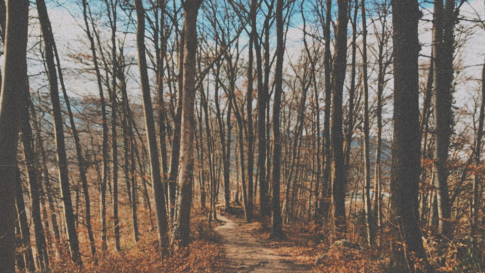 Poem of a Dying Forest