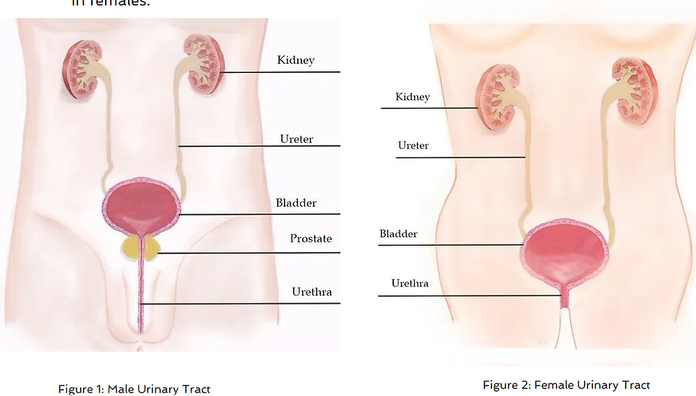Urinary tract infection (UTI) visual data 5