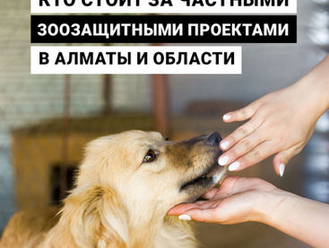 Кто стоит за частными зоозащитными проектами в Алматы и области