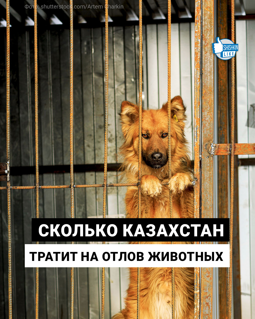 Сколько казахстан тратит на отлов животных