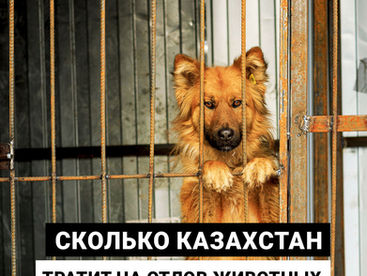 Сколько Казахстан тратит на отлов животных