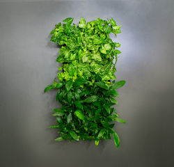 Сингониум+Спатифиллум